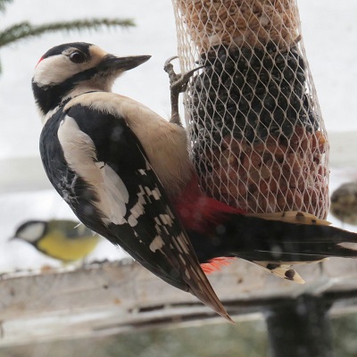 Vögel im Garten