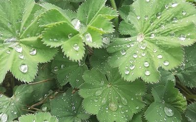 Frauenmantel (Alchemilla vulgaris)