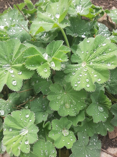 Frauenmantel (Alchemilla vulgaris)