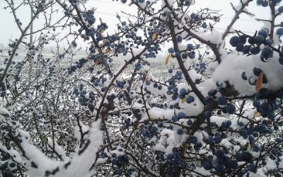 Stark durch den Winter