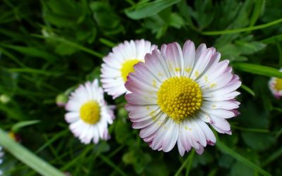 Gänseblümchen (Bellis perennis)