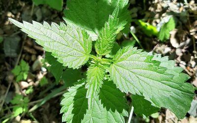 Brennnessel (Urtica)