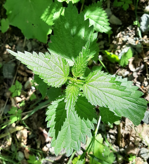 Kopřiva (Urtica)