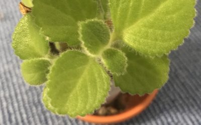 Harfenstrauch (Plectranthus)