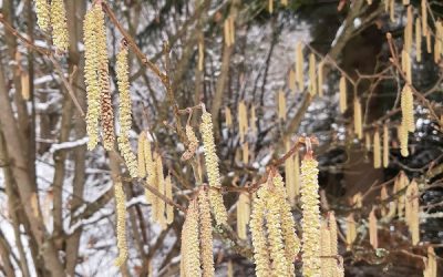 Gewöhnliche Hasel (Corylus avellana)