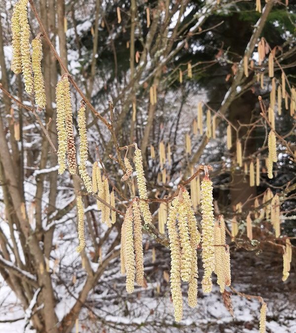 Gewöhnliche Hasel (Corylus avellana)