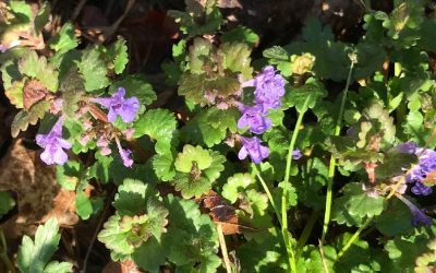 Gundermann (Glechoma hederacea)