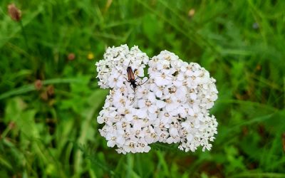 Gewöhnliche Wiesen-Schafgarbe (Achillea millefolium)