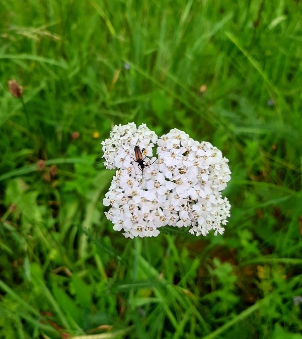 Řebříček obecný (Achillea millefolium)