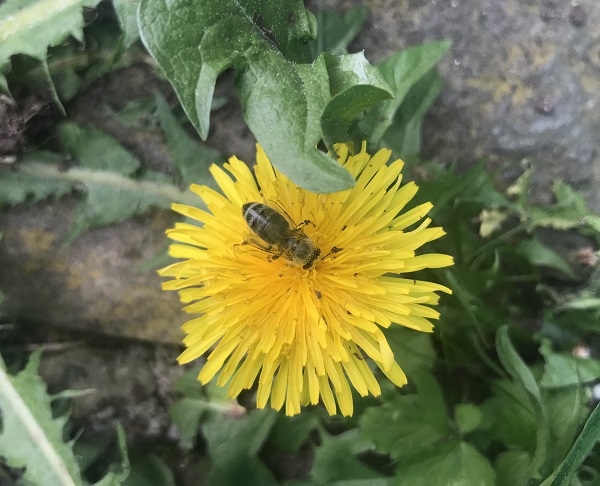 Kräuter & Insekten