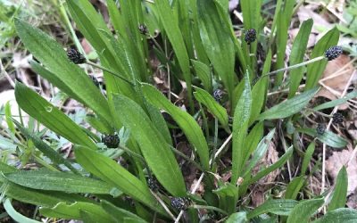 Spitzwegerich (Plantago lanceolata)