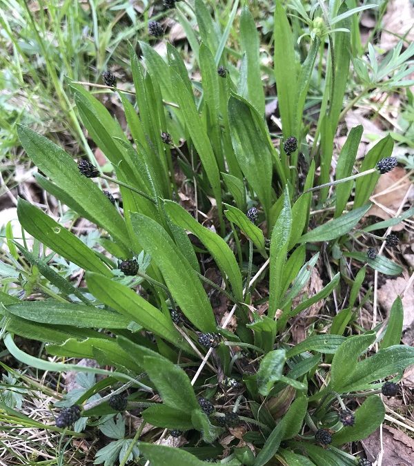 Spitzwegerich (Plantago lanceolata)