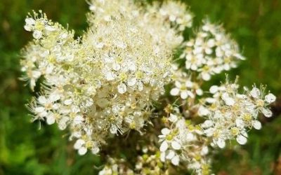 Echter Mädesüß (Filipendula ulmaria)