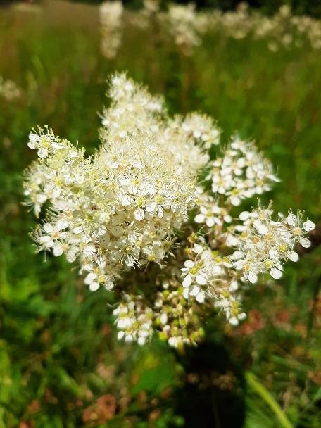 Echter Mädesüß (Filipendula ulmaria)