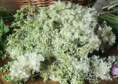 Online-Workshop: tužebník jilmový – téměř zapomenutá bylinka