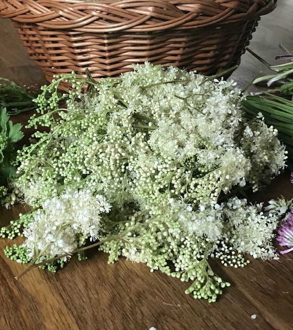 Online-Workshop: tužebník jilmový – téměř zapomenutá bylinka