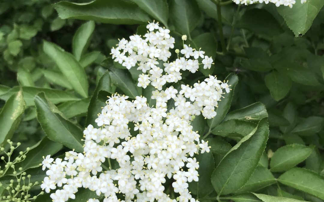 Bez černý (Sambucus nigra)