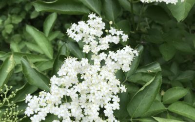 Bez černý (Sambucus nigra)
