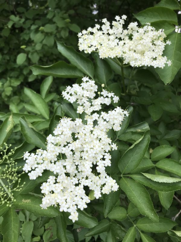 Schwarzer Holunder (Sambucus nigra) - Treffpunkt Natur