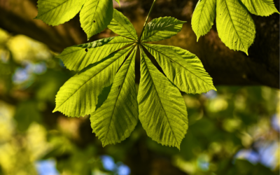 Jírovec maďal (Aesculus hippocastanum)